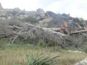 IMG_5079 (Medium)
